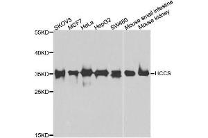 Western blot analysis of extracts of various cell lines, using HCCS antibody. (HCCS anticorps  (AA 1-268))