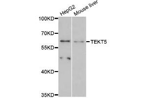 Western blot analysis of extracts of various cell lines, using TEKT5 antibody (ABIN6293980) at 1:3000 dilution. (TEKT5 anticorps)