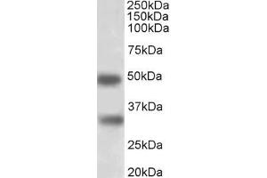 ABIN5539528 (1µg/ml) staining of Human Spleen lysate (35µg protein in RIPA buffer). (GEM anticorps  (AA 34-46))