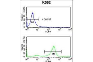 Flow cytometry analysis of K562 cells (bottom histogram) compared to a negative control cell (top histogram). (Tetraspanin 2 anticorps  (AA 109-137))