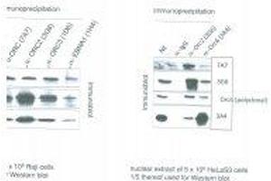 Image no. 1 for anti-Origin Recognition Complex, Subunit 1 (ORC1L) antibody (ABIN108601) (ORC1 anticorps)