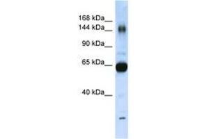 Image no. 1 for anti-Collagen, Type XI, alpha 2 (COL11A2) (AA 323-372) antibody (ABIN6741878) (COL11A2 anticorps  (AA 323-372))