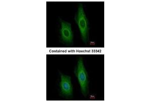 ICC/IF Image Immunofluorescence analysis of methanol-fixed HeLa, using DNase I, antibody at 1:200 dilution. (DNASE1 anticorps)