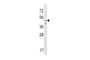 Western blot analysis of CRHR2 Antibody (N-term) (ABIN390757 and ABIN2841015) in NIH-3T3 cell line lysates (35 μg/lane).