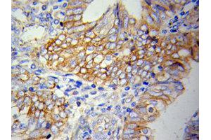 Immunohistochemistry of paraffin-embedded H-spleen using VCAM1 Antibody.