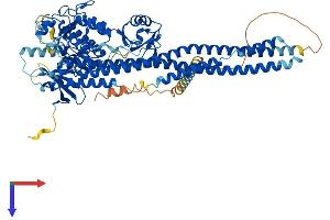 AlphaFold protein structure predicition of Mouse Recombinant Ikbkb Protein, UniprotID O88351