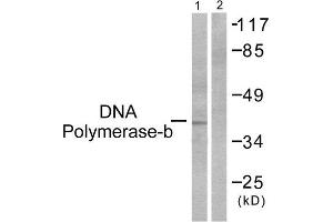 Western Blotting (WB) image for anti-Polymerase (DNA Directed), beta (POLB) (C-Term) antibody (ABIN1848508) (POLB anticorps  (C-Term))