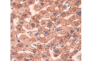Used in DAB staining on fromalin fixed paraffin- embedded Kidney tissue (CIB1 anticorps  (AA 2-191))