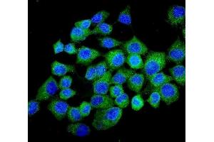 IF analysis of NMI using anti-NMI antibody (ABIN3043451). (NMI anticorps  (AA 2-307))