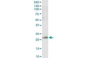 Immunoprecipitation of PDGFA transfected lysate using anti-PDGFA MaxPab rabbit polyclonal antibody and Protein A Magnetic Bead , and immunoblotted with PDGFA purified MaxPab mouse polyclonal antibody (B01P) .
