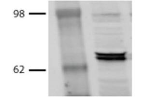 Western Blot analysis of Bovine MDBK cell lysates showing detection of Hsp70 protein using Mouse Anti-Hsp70 Monoclonal Antibody, Clone BB70 . (HSP70/HSC70 anticorps  (PE))
