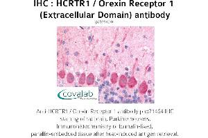 Image no. 1 for anti-Hypocretin (Orexin) Receptor 1 (HCRTR1) (2nd Extracellular Domain) antibody (ABIN1735351) (HCRTR1 anticorps  (2nd Extracellular Domain))