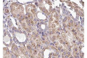ABIN6268743 at 1/100 staining human kidney tissue sections by IHC-P. (MYD88 anticorps)