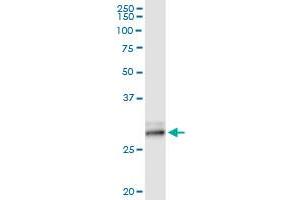 Immunoprecipitation of KLK7 transfected lysate using anti-KLK7 MaxPab rabbit polyclonal antibody and Protein A Magnetic Bead , and immunoblotted with KLK7 purified MaxPab mouse polyclonal antibody (B02P) .