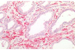 Detection of FPGS in Human Smooth muscle of Prostate Tissue using Polyclonal Antibody to Folylpolyglutamate Synthase, Mitochondrial (FPGS)