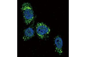 Immunofluorescence (IF) image for anti-Glucokinase (Hexokinase 4) (GCK) antibody (ABIN2930453)