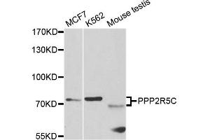 Western blot analysis of extracts of various cell lines, using PPP2R5C antibody. (PPP2R5C anticorps)
