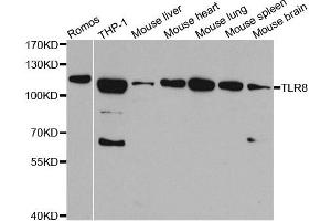 Western blot analysis of extracts of various cell lines,using TLR8 antibody. (TLR8 anticorps)