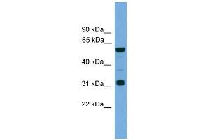 WB Suggested Anti-Gja10 Antibody Titration:  0. (GJa10 anticorps  (N-Term))