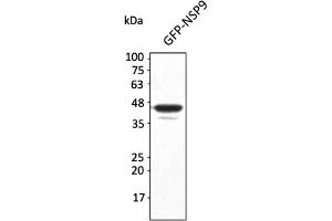 Western Blotting (WB) image for anti-SARS-CoV-2 Non-Structural Protein 9 (NSP9) antibody (ABIN7273002) (SARS-CoV-2 NSP9 anticorps)