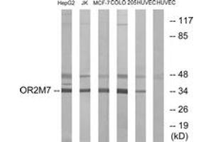 Western blot analysis of extracts from HuvEc/COLO/MCF-7/Jurkat/HepG2 cells, using OR2M7 Antibody. (OR2M7 anticorps  (AA 241-290))