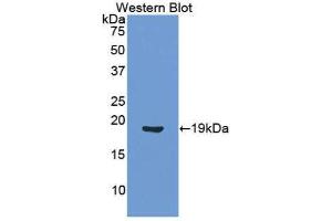 Western Blotting (WB) image for anti-Angiopoietin 1 (ANGPT1) (AA 284-452) antibody (ABIN1171919) (Angiopoietin 1 anticorps  (AA 284-452))