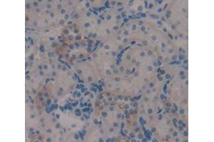 IHC-P analysis of Rat Tissue, with DAB staining. (MGEA5 anticorps  (AA 271-438))