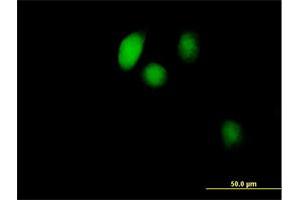 Immunofluorescence of purified MaxPab antibody to BOLA1 on HeLa cell. (BOLA1 anticorps  (AA 1-137))
