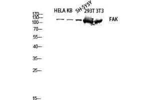 Western Blot (WB) analysis of HeLa KB SH-SY5Y 293T 3T3 lysis using FAK antibody. (FAK anticorps  (Thr402, Thr421, Thr423))