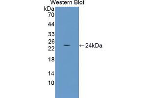 Figure. (GADD45G anticorps  (AA 1-159))