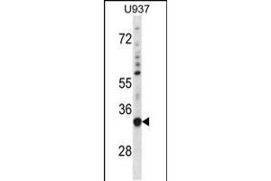 Western blot analysis in U937 cell line lysates (35ug/lane). (SNX15 anticorps  (C-Term))