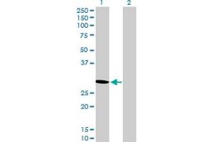 Western Blot analysis of PSME2 expression in transfected 293T cell line by PSME2 MaxPab polyclonal antibody. (PSME2 anticorps  (AA 1-239))