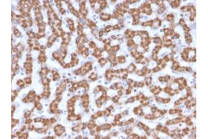 Formalin-fixed, paraffin-embedded human Liver stained with Prohibitin Mouse Monoclonal Antibody (PHB/3230).