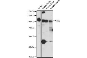 Western blot analysis of extracts of various cell lines, using VAV3 antibody. (VAV3 anticorps)