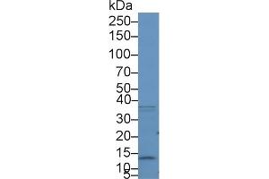 Detection of S100A10 in Human A549 cell lysate using Polyclonal Antibody to S100 Calcium Binding Protein A10 (S100A10) (S100A10 anticorps  (AA 1-96))