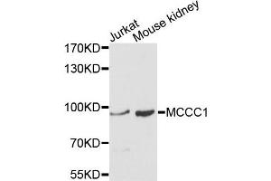Western blot analysis of extracts of Jurkat and mouse kidney cells, using MCCC1 antibody. (MCCC1 anticorps)