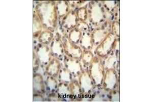 KCNT2 antibody (C-term) (ABIN654309 and ABIN2844095) immunohistochemistry analysis in formalin fixed and paraffin embedded human kidney tissue followed by peroxidase conjugation of the secondary antibody and DAB staining. (KCNT2 anticorps  (C-Term))