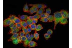 Immunofluorescence analysis of GC-7901 cells using EIF4E mouse mAb (green). (EIF4E anticorps)