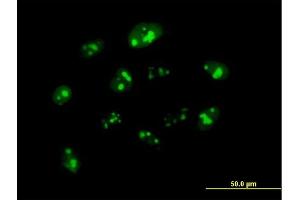 Immunofluorescence of purified MaxPab antibody to NPM3 on HeLa cell. (NPM3 anticorps  (AA 1-178))