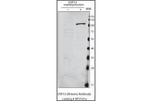 Detection of USP13 in HeLa cells expressing exogenous USP13 by anti-USP13 Pab. (USP13 anticorps  (AA 389-419))