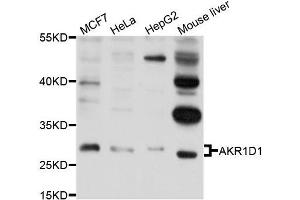 Western blot analysis of extracts of various cell lines, using AKR1D1 antibody (ABIN5995883) at 1/1000 dilution. (AKR1D1 anticorps)