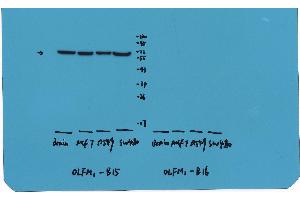 Western Blotting (WB) image for anti-Olfactomedin 1 (OLFM1) antibody (ABIN1874002) (Olfactomedin 1 anticorps)