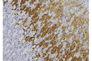 ABIN6278469 at 1/100 staining Human gastric tissue by IHC-P. (GUCY1B2 anticorps)