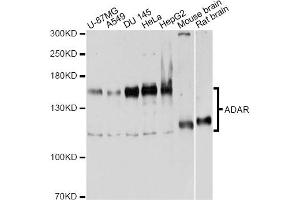 Western blot analysis of extracts of various cell lines, using ADAR antibody. (ADAR anticorps)