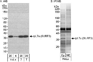 Immunoprecipitation (IP) image for anti-RpL7a/SURF3 (C-Term) antibody (ABIN7453867) (RpL7a/SURF3 (C-Term) anticorps)