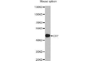 Western blot analysis of extracts of mouse spleen, using CFP antibody (ABIN1876586) at 1:1000 dilution. (CFP anticorps)
