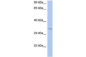 WB Suggested Anti-NAPB Antibody Titration:  0.