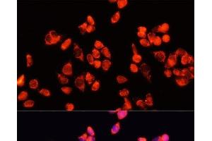 Immunofluorescence analysis of HeLa cells using Angiopoietin 2 Polyclonal Antibody at dilution of 1:100 (40x lens).