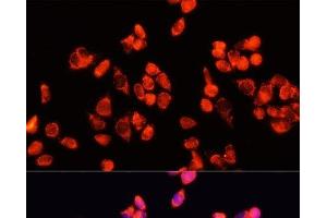 Immunofluorescence analysis of HeLa cells using Angiopoietin 2 Polyclonal Antibody at dilution of 1:100 (40x lens). (Angiopoietin 2 anticorps)
