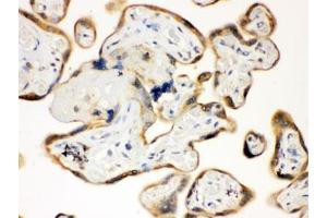 IHC testing of FFPE human placenta with TLR7 antibody. (TLR7 anticorps)